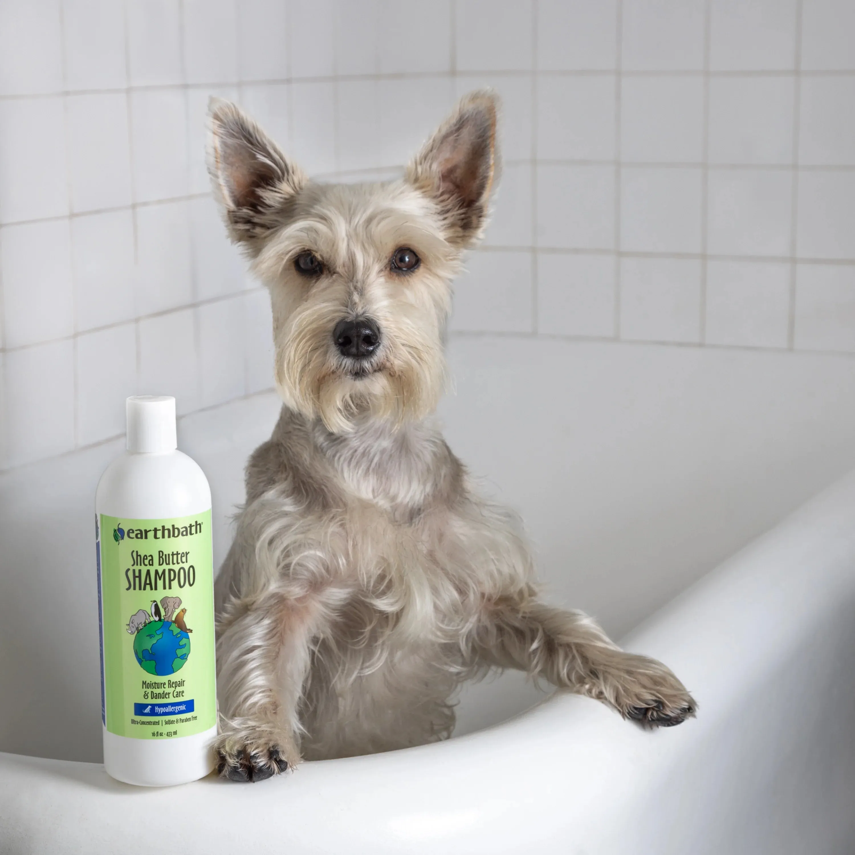 Earthbath Hypoallergenic Shea Butter Shampoo (Moisture Repair & Dander Care) for Dogs and Cats