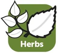 HERBAL SHAMPOO